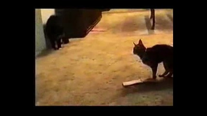 Talking Cat.avi