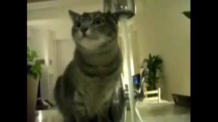 Смешна котка която няма представа как се пие вода от чешма 