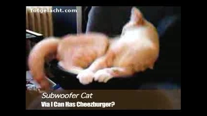 Басс Котка