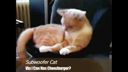 Коте+Субуфер=Много Смях!!