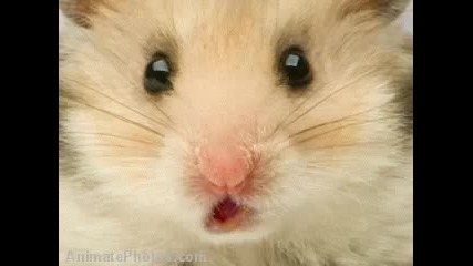Hamster Time - Hamster Morph 