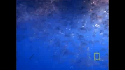 National Geographic - Stunning Jellyfish