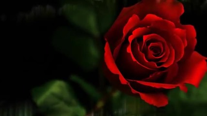 Ринат Сафин - Букет