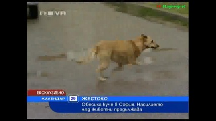 обесиха куче в София 