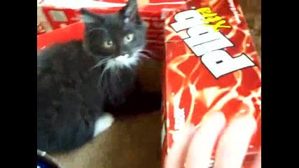 Много сладки котенца си играят