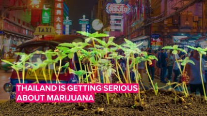Thai people will be able to grow cannabis and sell it to the government!