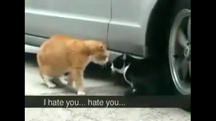 Две котки се карат ;d 