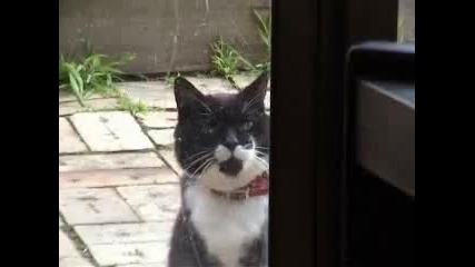 wazzap cats 