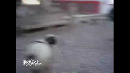 Ram vs. Soldier - Head Butt Challenge 