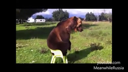 Руска мечка със забавни номера