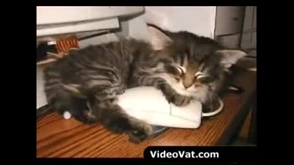 Cute - Dogs - Cats - Sleeping - Video