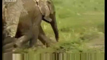 африканските слонове пресичане на блато 