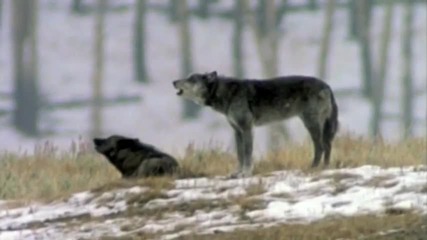 Песента На Вълците 
