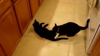 Две котенца си играят сладко сладко