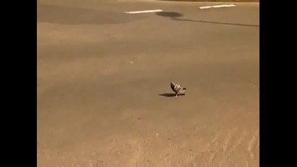 Птица с много късмет