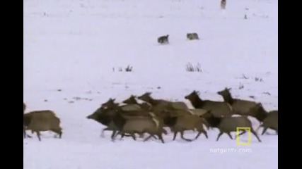 Wolf Hunting Tactics