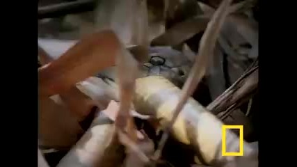 Cobra vs. Rat Snake 