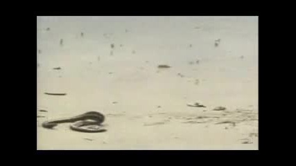 Discovery-all About Snakes