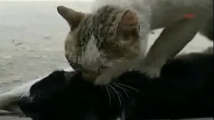 Котка се опитва да съживи другар 