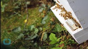 Survey: Almost Half of All Bee Hives in the U.S. Died in Past Year