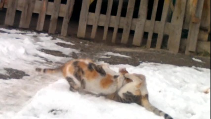Смешни котки