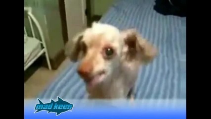 Това куче ще ви спука от смях... 