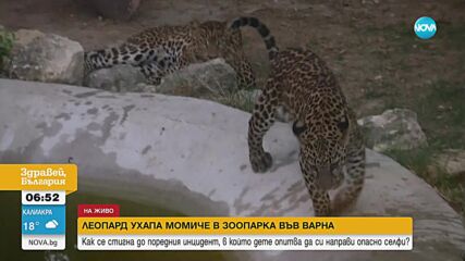 Какво е състоянието на момичето, ухапано от леопард във Варна