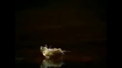 Black Eyed Peas - Boom Boom Pow