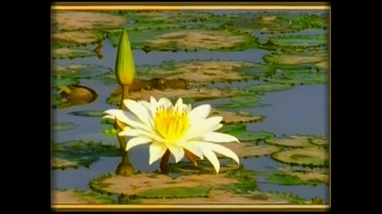 В нашите сълзи - Secret Garden