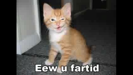 Very Funny Cats Part 6