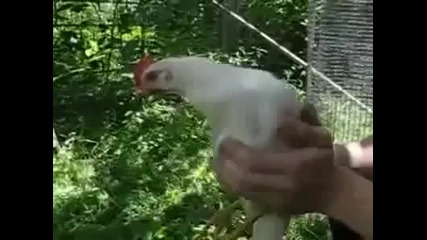 Пиле извива тялото си без да отмества главата си