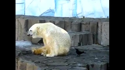 Гарван се дразни с полярна мечка