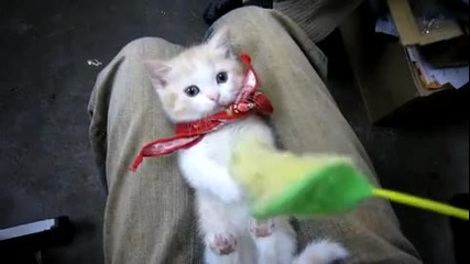 Сладко коте