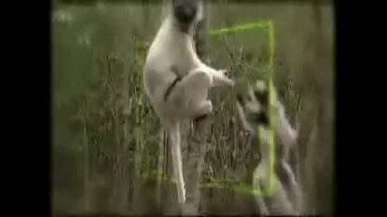 Be the Creature Dvd Set 