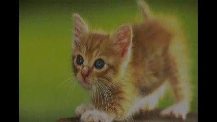 котенца за конкурса на cool cat