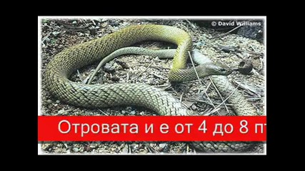 Топ 10 - те най - отровни змии на света