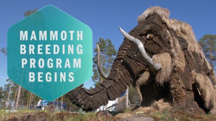 Jurassic Park IRL: How the mammoth can help our future