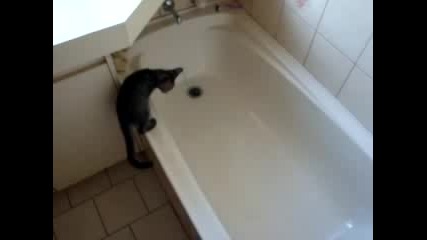 Cat Regrets Stepping Into Tub