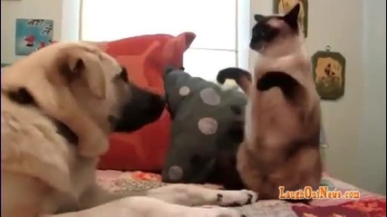 Котка показва видни боксови умения на куче - смях