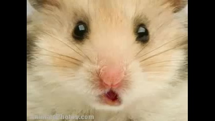 Hamster Time