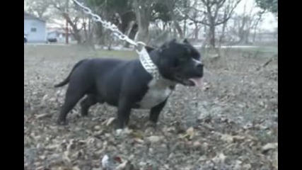Canine Supreme Rampage Movie Trailer www.caninesupreme.com
