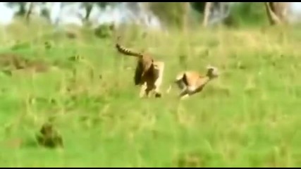 Голямото Семеиство Котки - Лъв, Тигър и Леопард [hd]
