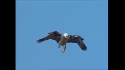 Орли - Полетът на орела