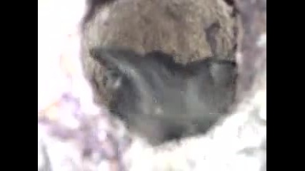 Отмъщението на косъра