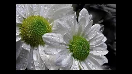 Chris Spheeris - The joy of this longing 