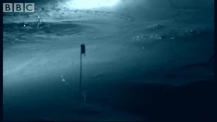First ever sighting of a White Lady Spider - Animal Camera - Bbc 