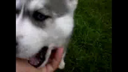 Remi
