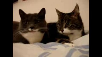 Two Cats