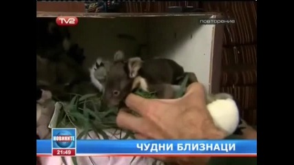 коали близнаци