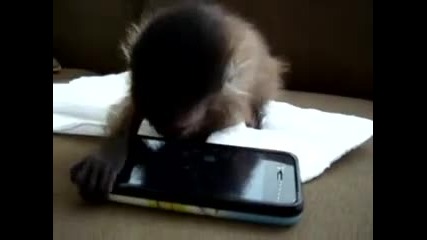 Маймуна разцъква iphone